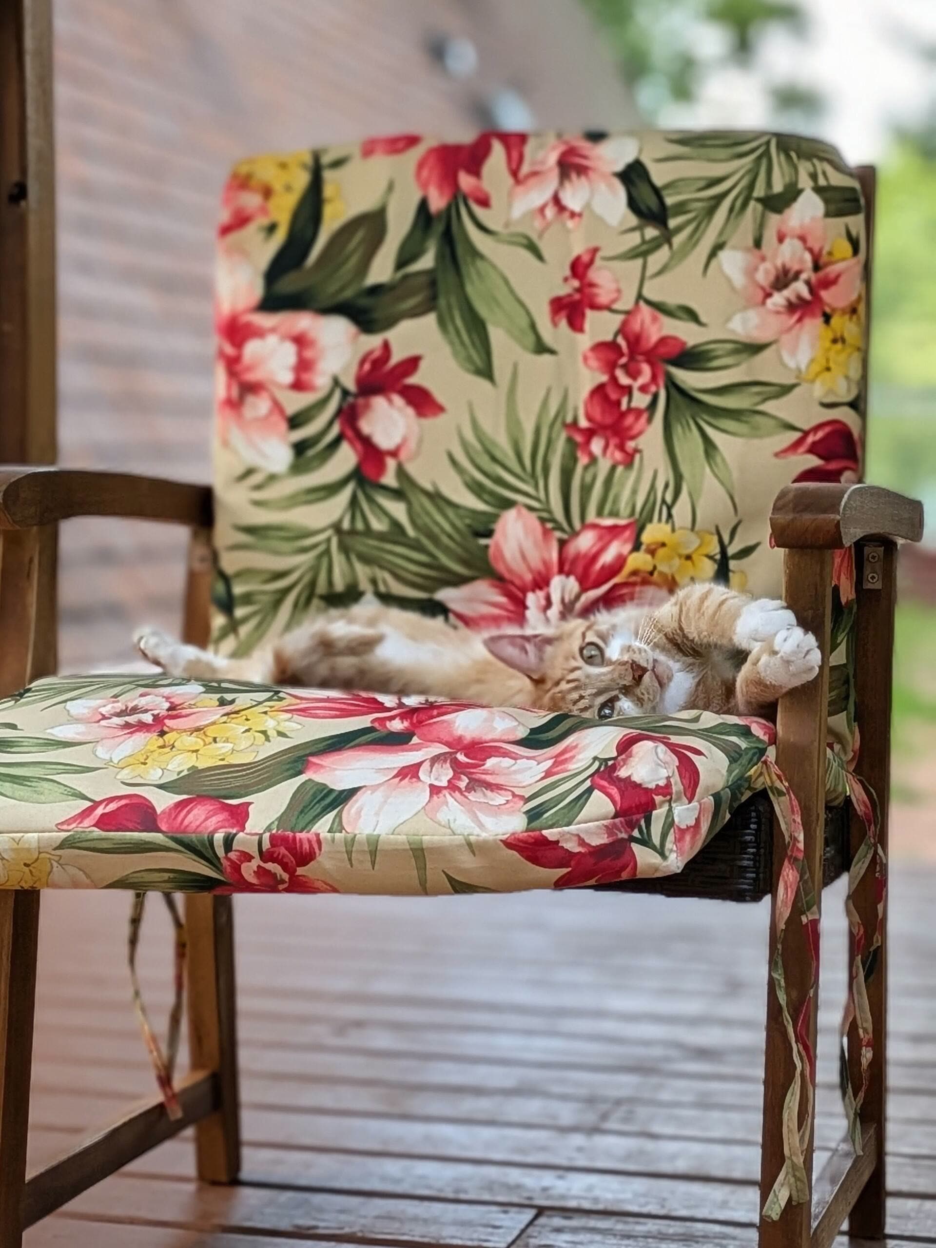 A neighbor cat curled up asleep on a tropical-print cushioned chair on the wood deck.